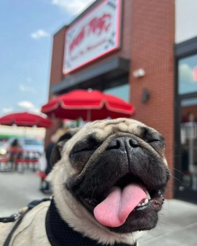 Shakes and smiles all day for All American Pet Photo Day 🥤 🐾